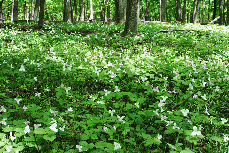 trilliums in bloom at Meacham Grove